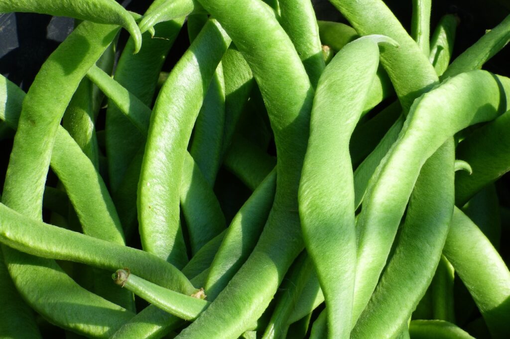 Haricots verts landes 