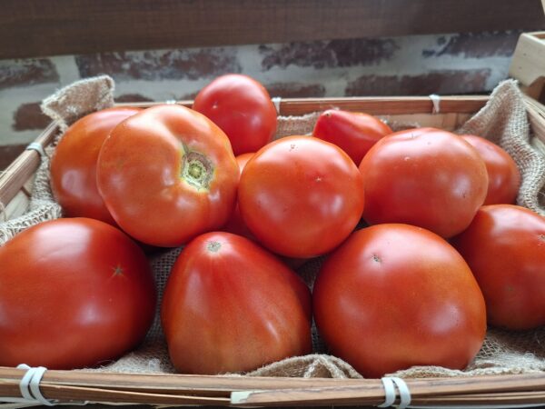 tomates