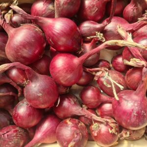 oignon rouge